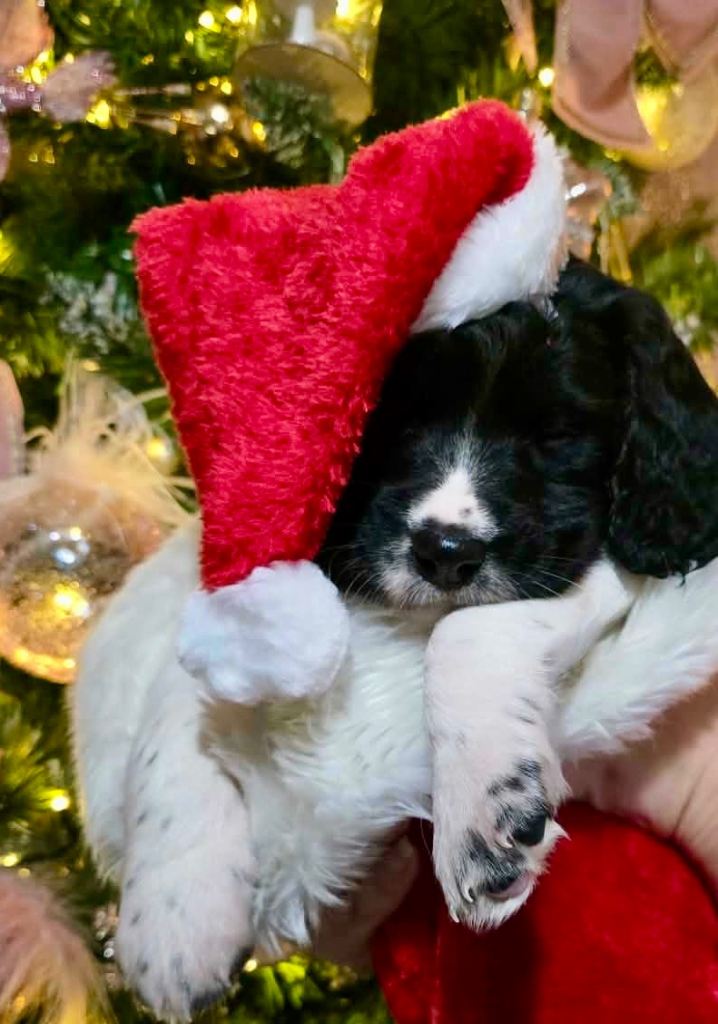 KC registered English Springer Spaniel Puppies 