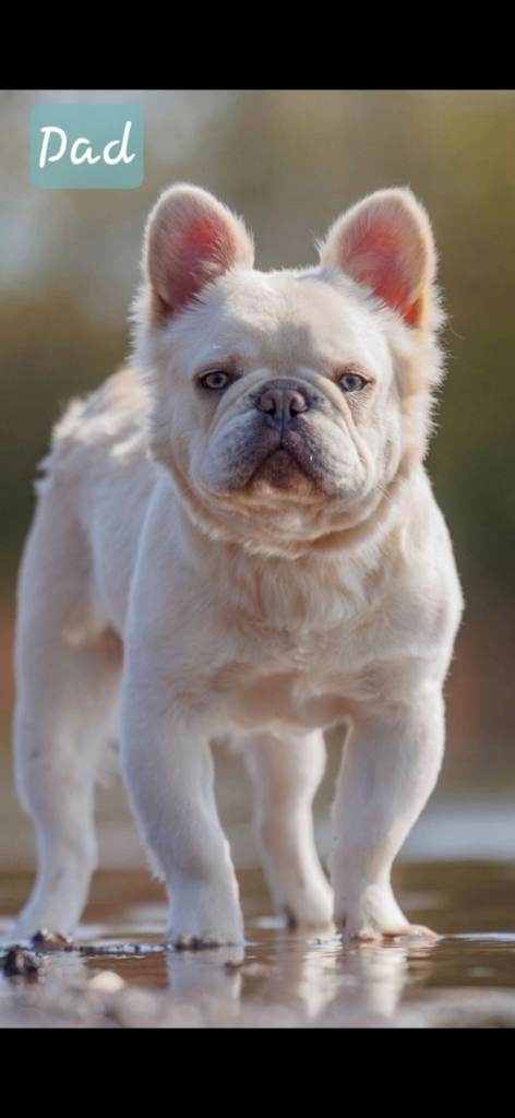 Fluffy French Bulldog For Sale