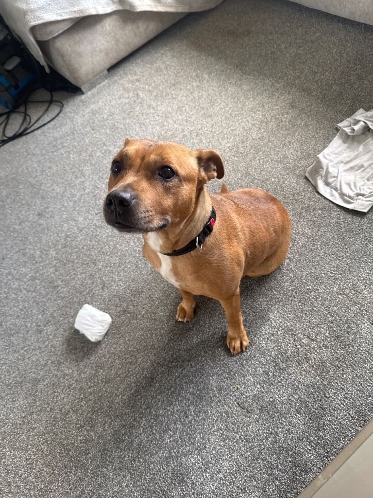 Staffy 