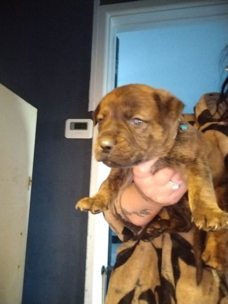 Mastiff mix puppies 