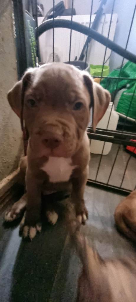 Dog de bordeaux  x cane corso