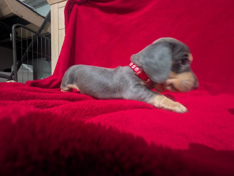 Miniature dashunds blue tan