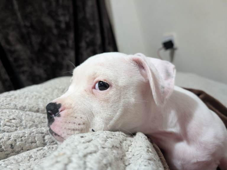 One Female American Bulldog Left