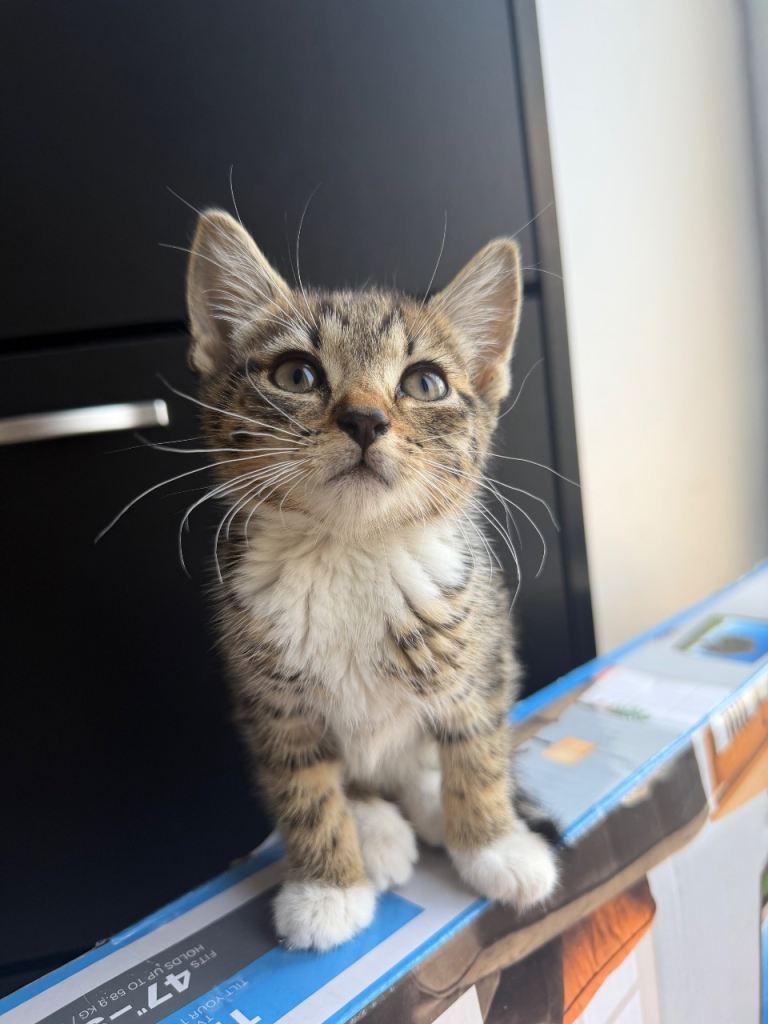 1 Kitten for sale