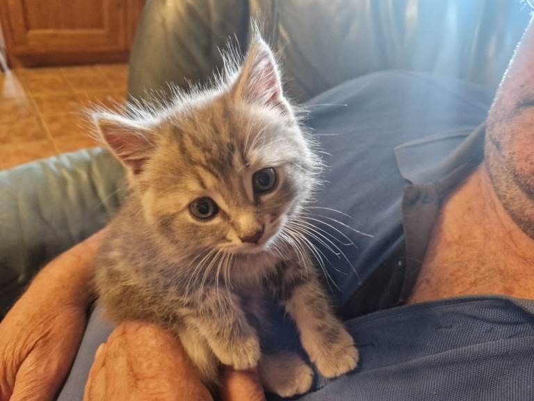 Kittens for sale 