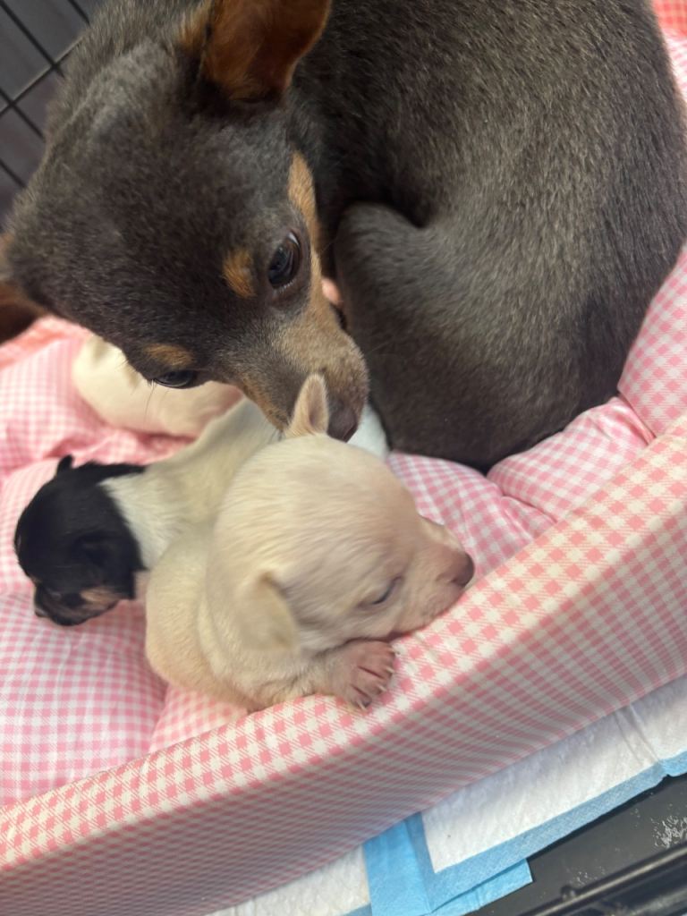 Apple head Chihuahuas short hair puppy’s 