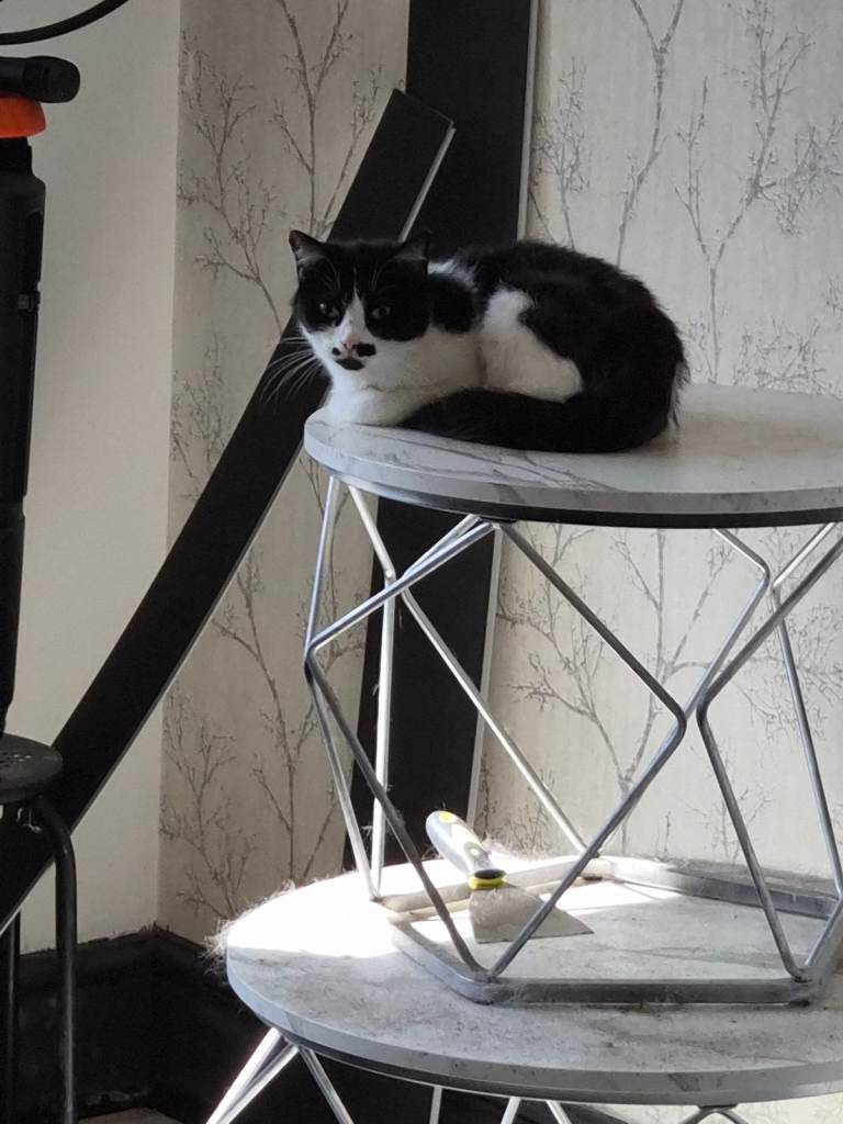 FREE Lovely Black and White  & black Cats Ready for a New Home