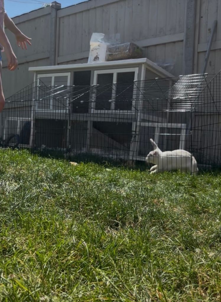 Bonded pair of rabbits