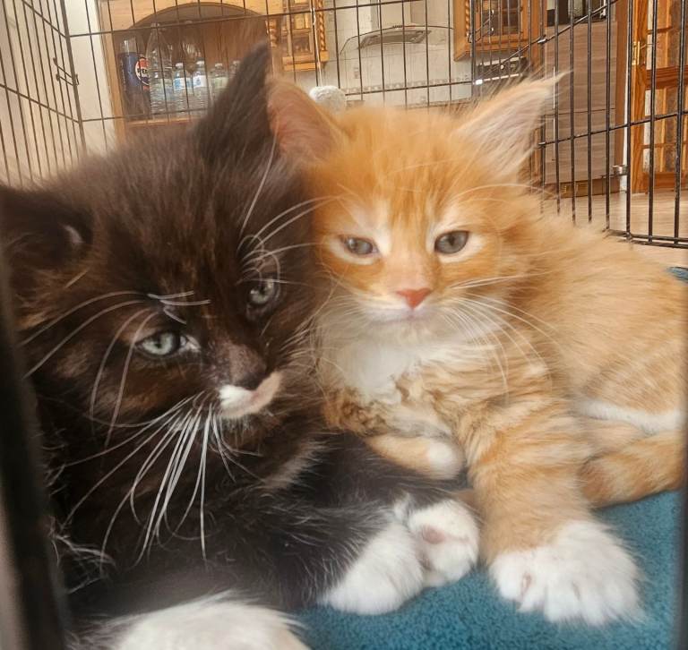Two beautiful, fluffy kittens are looking for forever homes boys