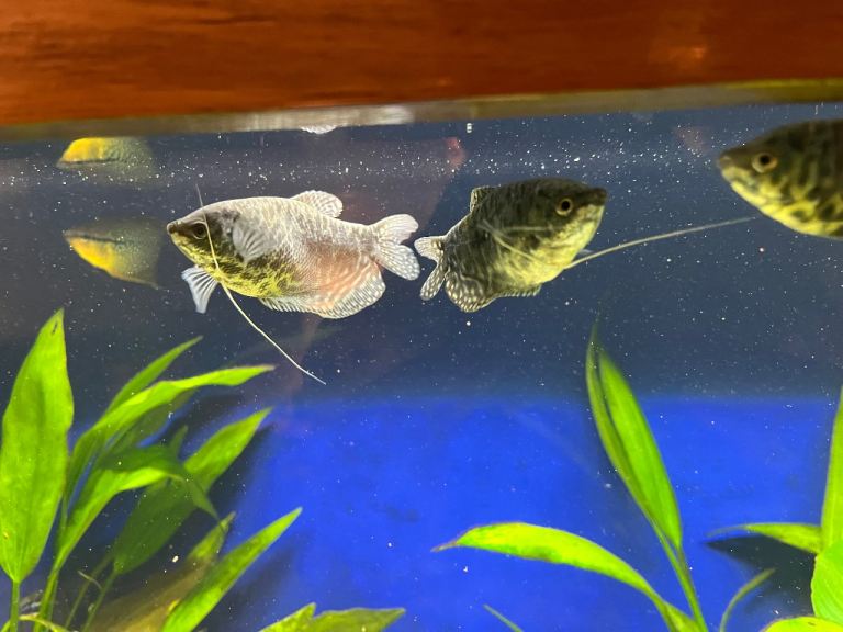 Mature Blue Gouramis x 5