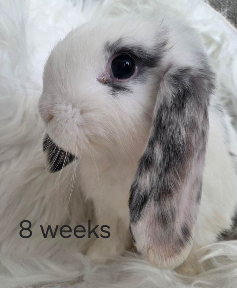 Beautiful mini lops boys and girls available 