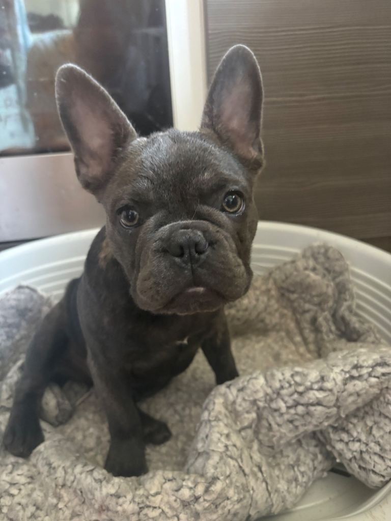 Beautiful French bulldog girl pup