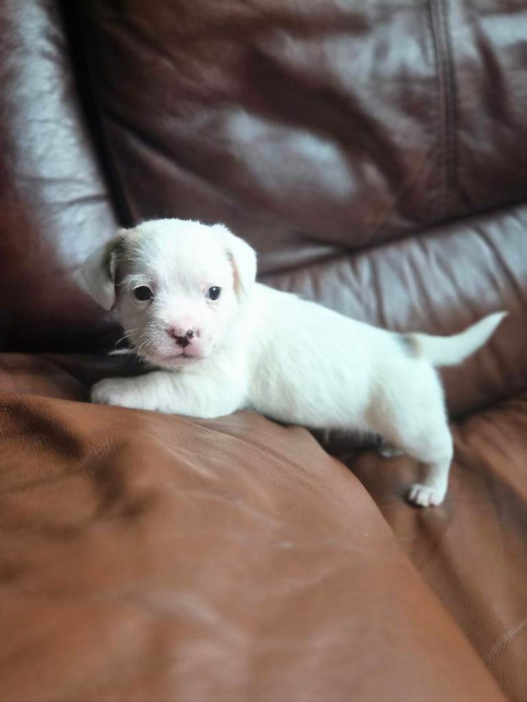 Puppy