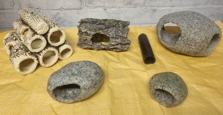 A selection of pleco / catfish hides