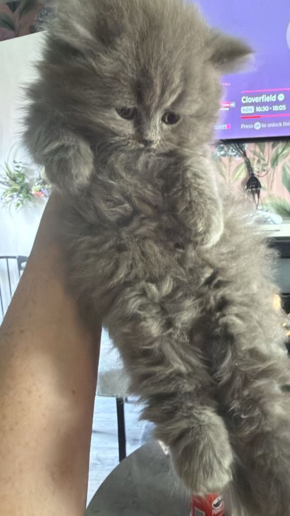 British longhair 