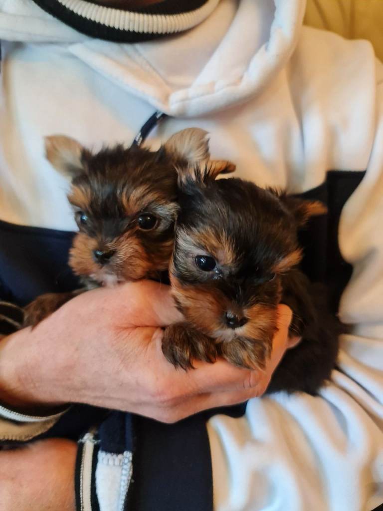 Miniature purebred Yorkshire terriers