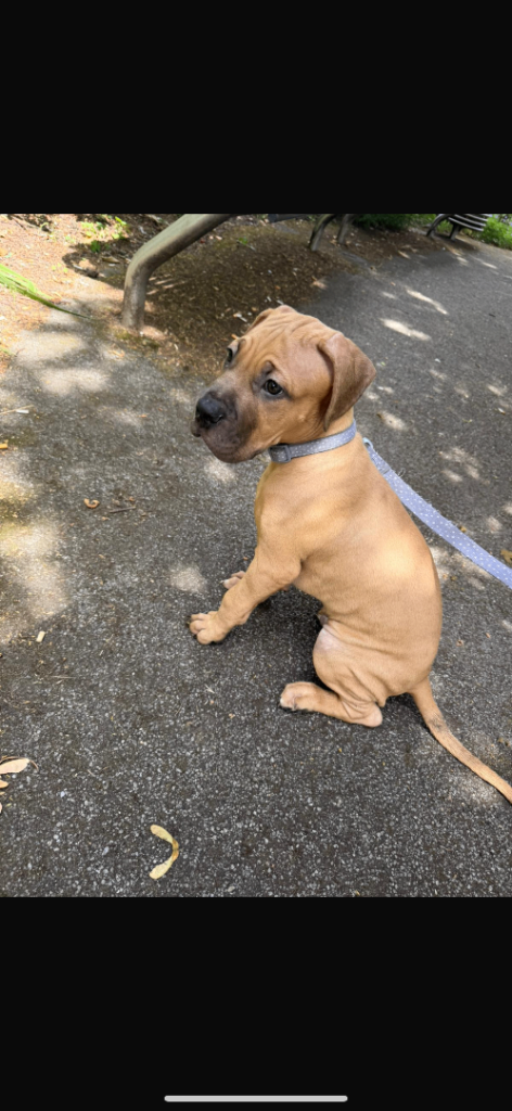 Mastiff puppy male brown 