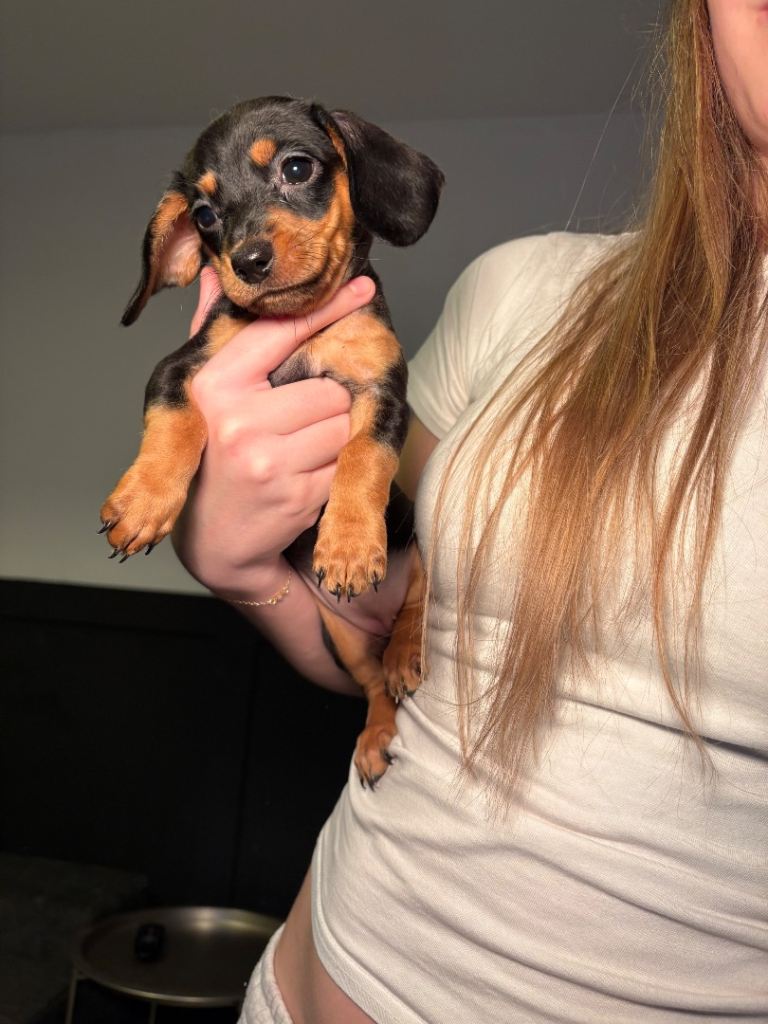 Doxiepoo (cavapoo cross mini dachshund)