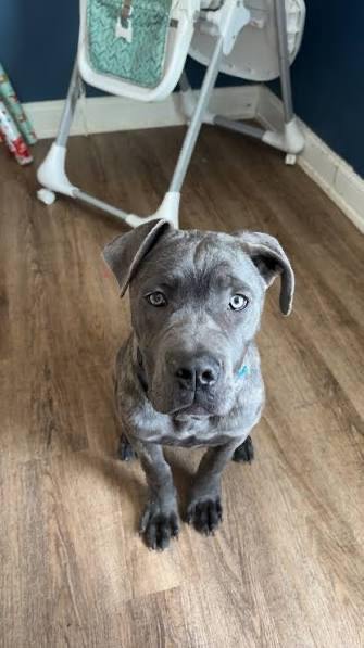 Cane Corso Puppy Puppies Blue Grey Brindle