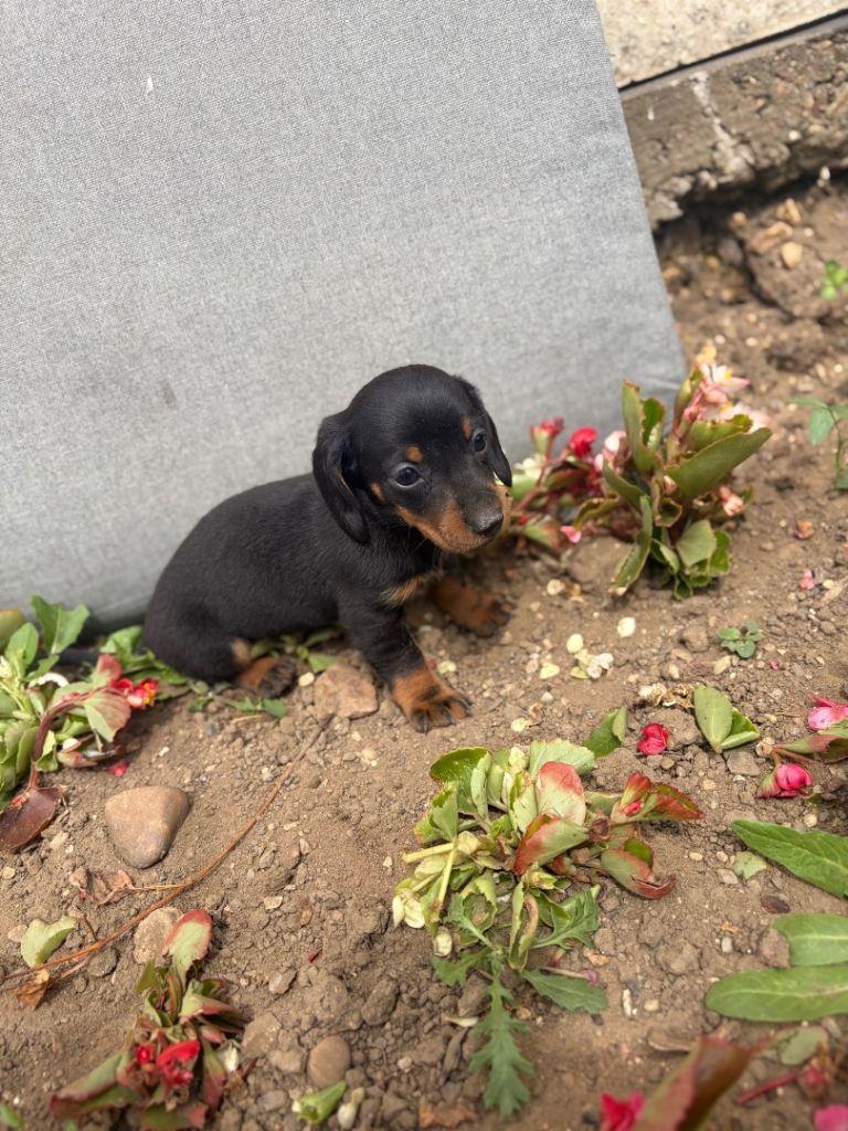  miniaturedashound puppy’s pure breed 