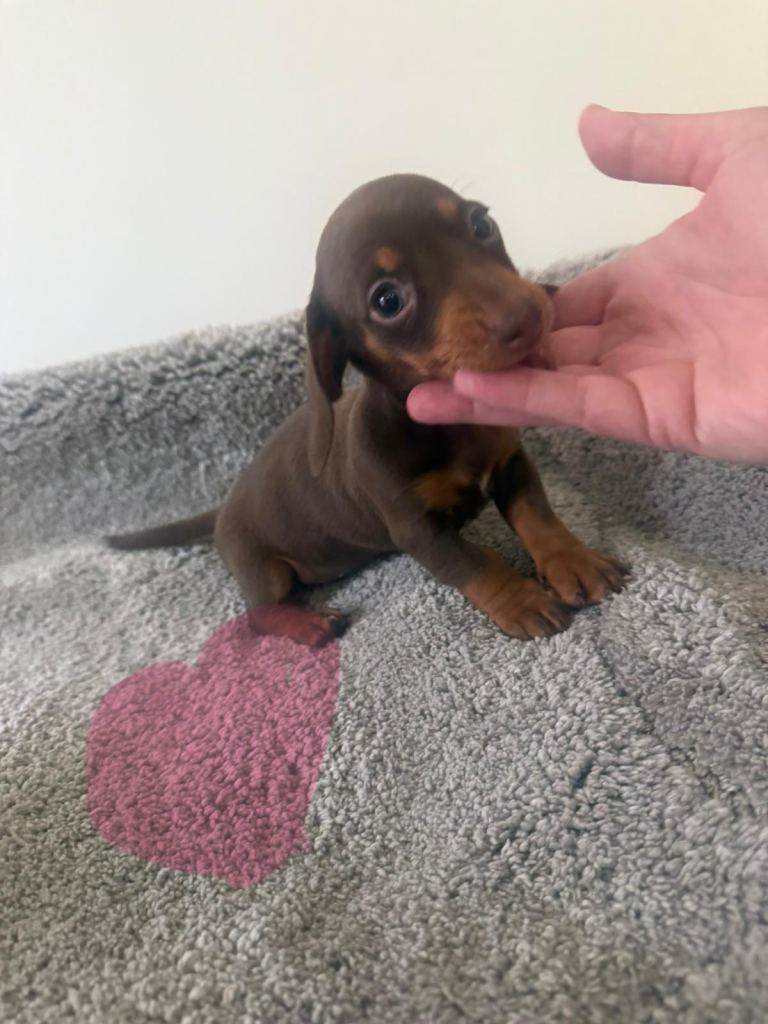 Miniature Dachshund puppies