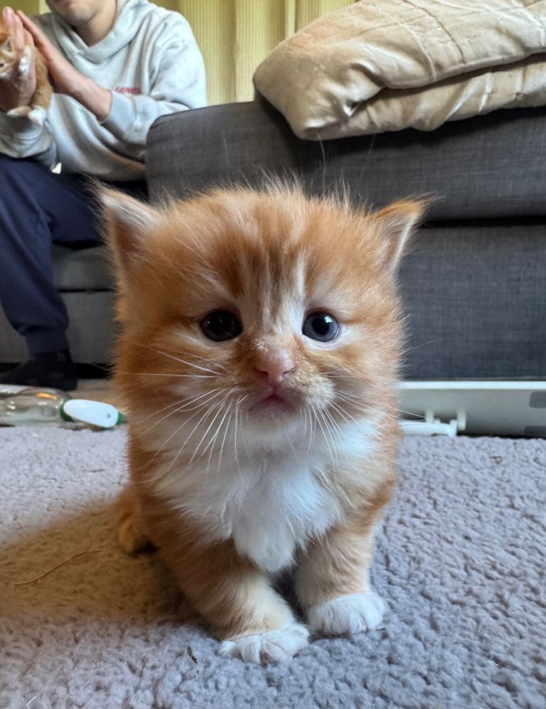 Flame point Ragdoll mix
