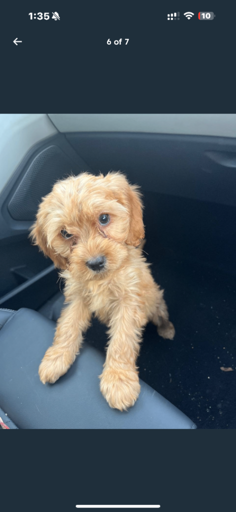Cockapoo puppy 