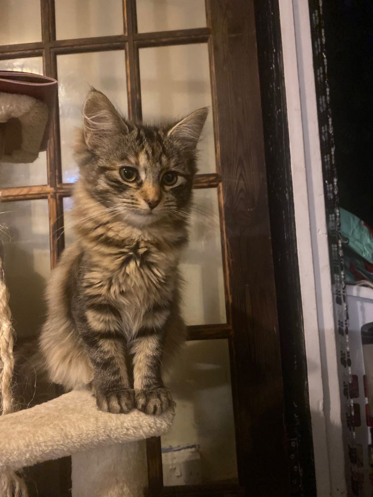 3 21 wk old kittens looking for their forever home 