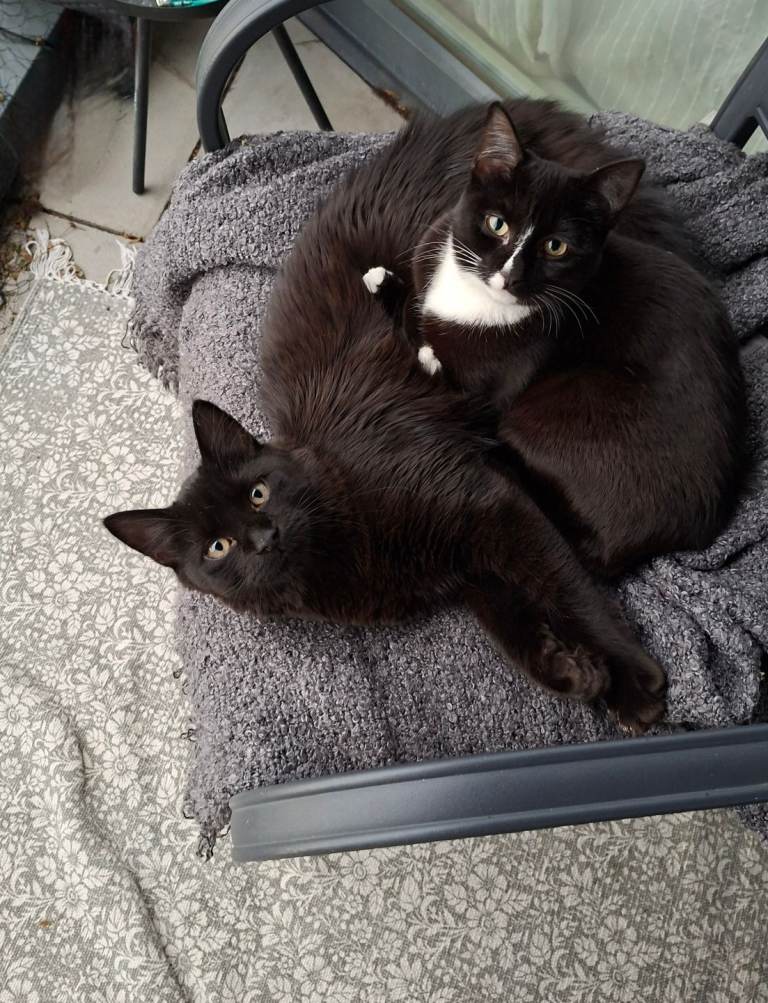 Bonded 9-Month-Old Brother & Sister Looking for a Loving Forever Home (Supplies Included)