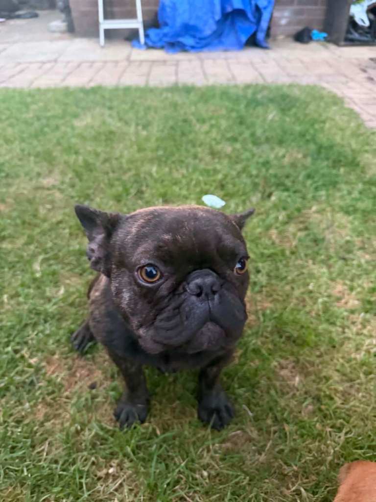 French bully