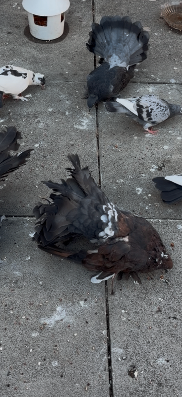 Fantail pigeons 