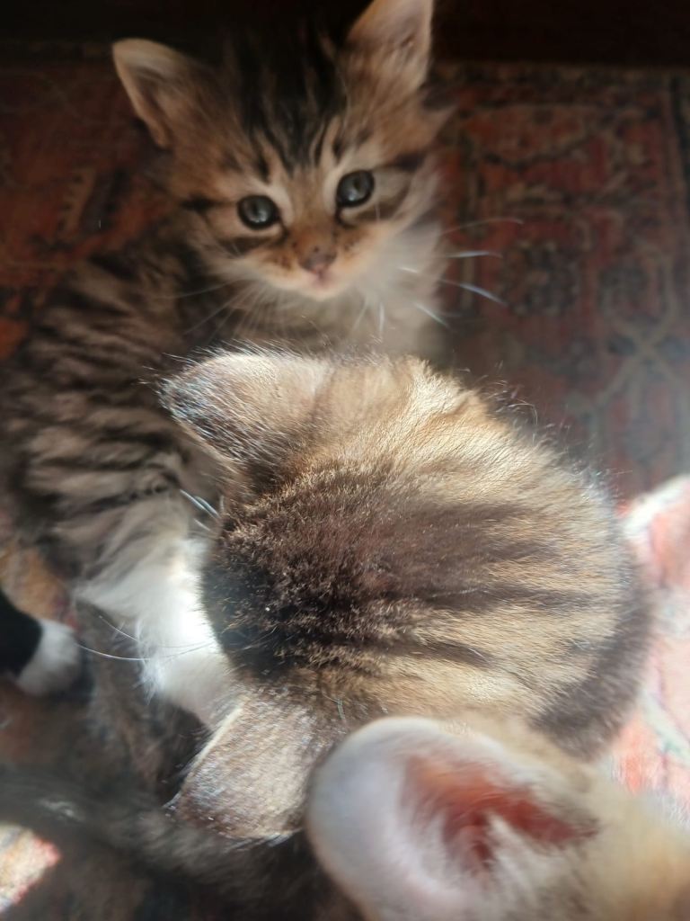 Kittens looking for loving homes 