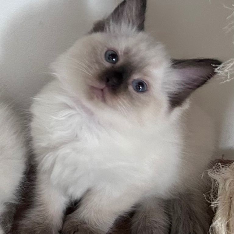 Fluffy Ragdoll kittens 
