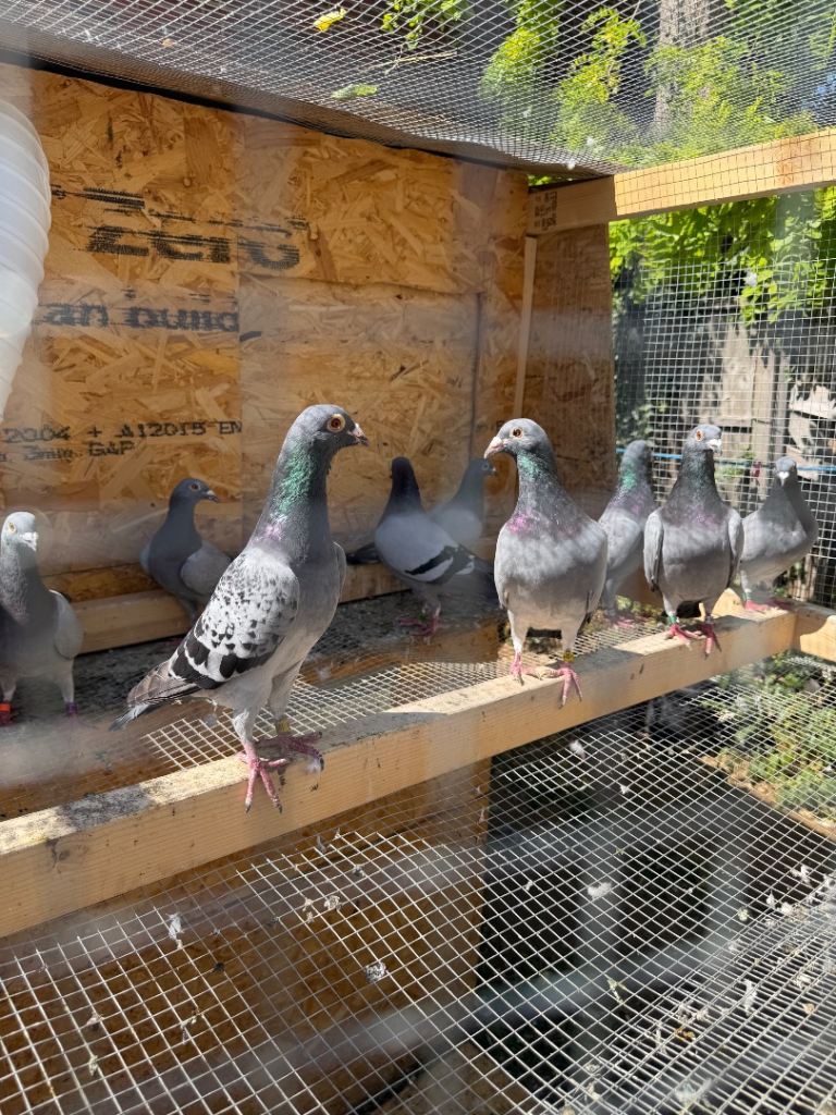 Racing pigeon 