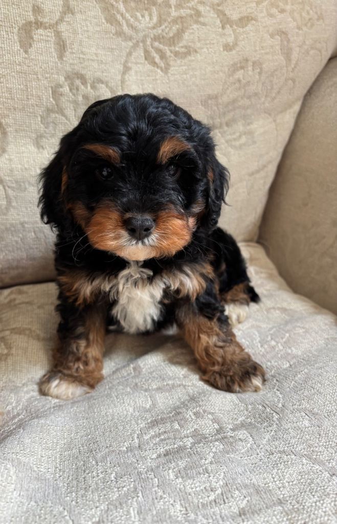 Cavapoo