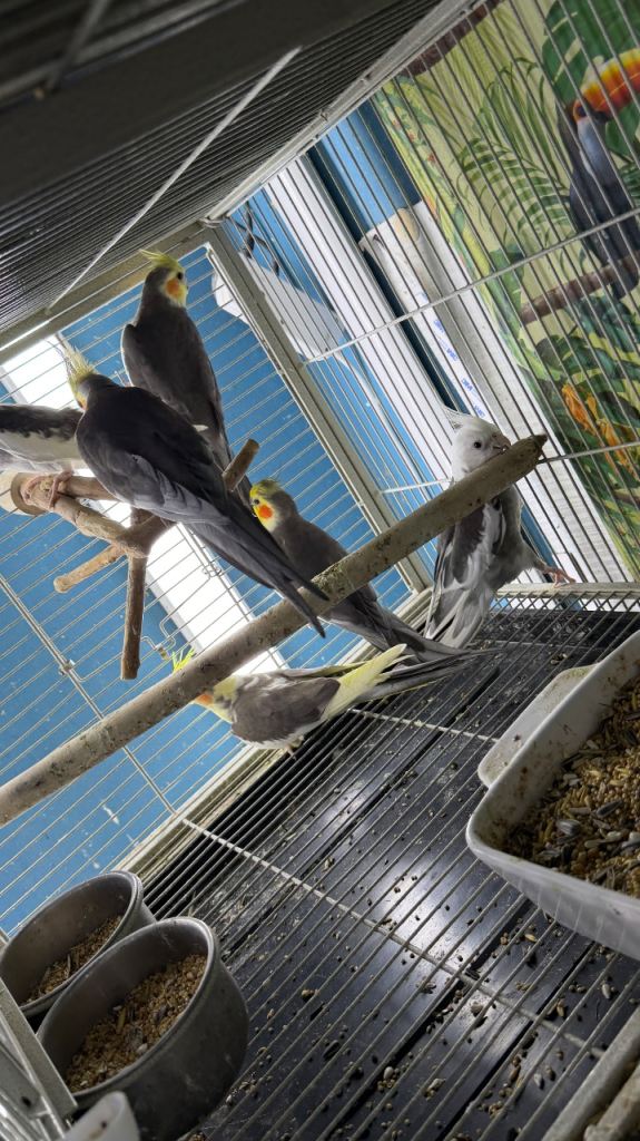 Cockatiels Glasgow 