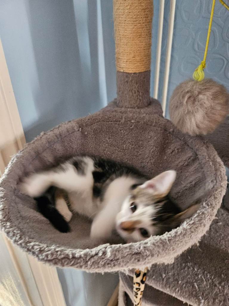 Lovely kittens 