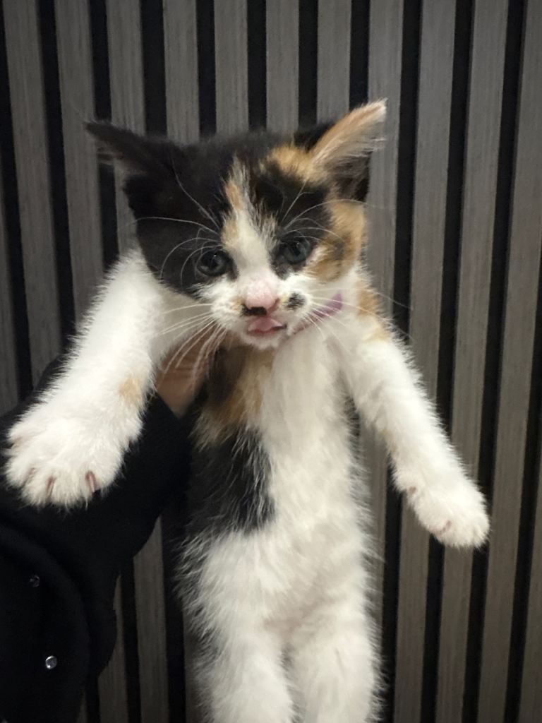 Kittens