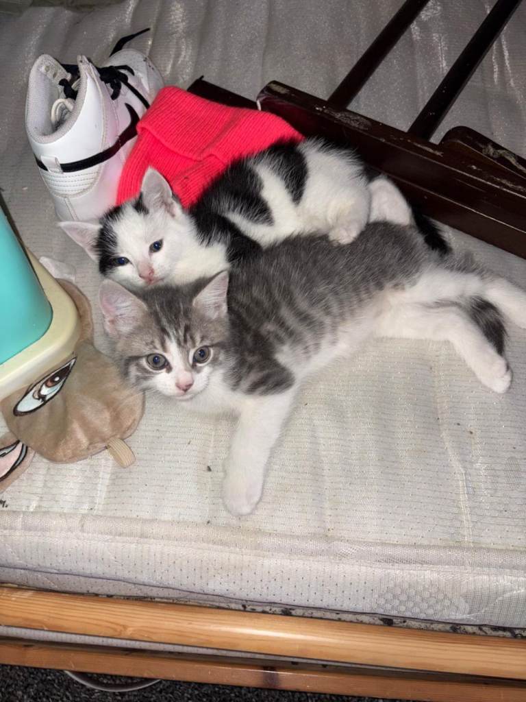 2 Kittens for sale ASAP