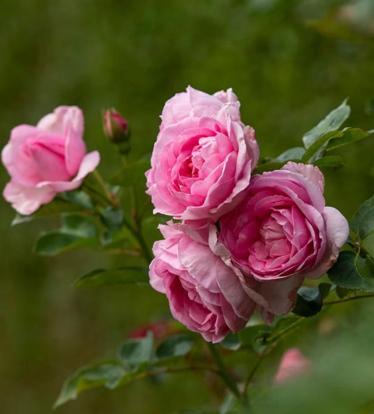 Beautiful Pink Rose Plant – Ready for Your Garden