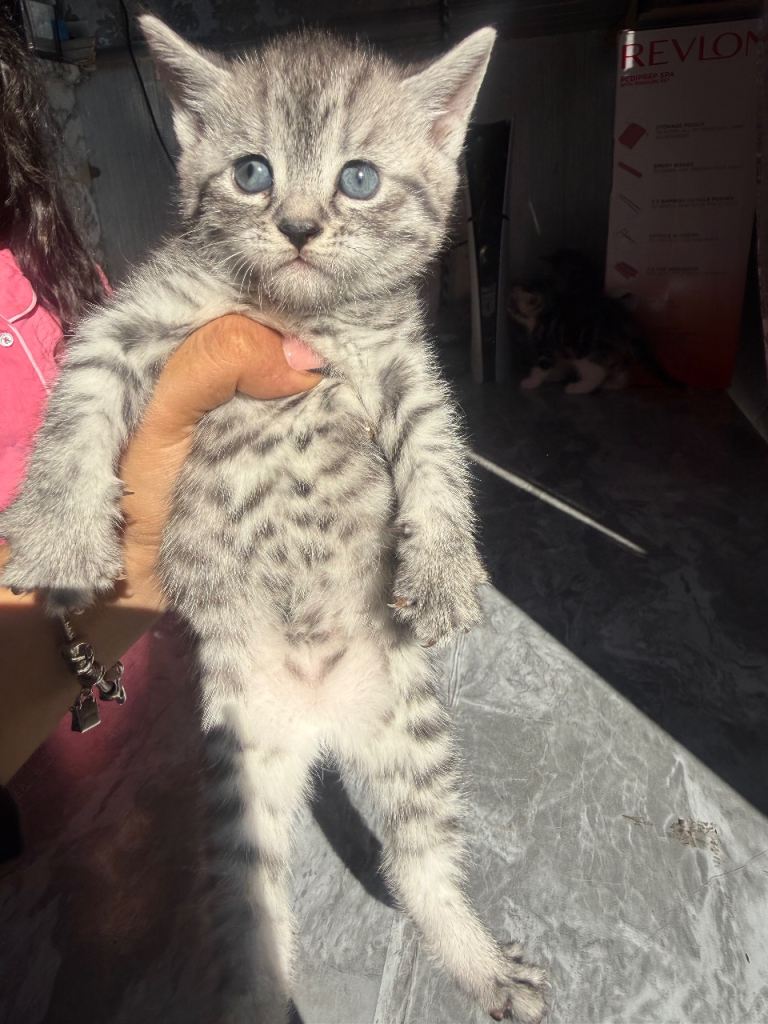 4 beautiful tabby BSH kittenss