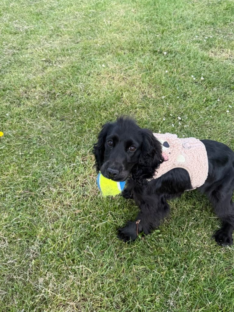 7 Month Old Show Cocker Spaniel Girl