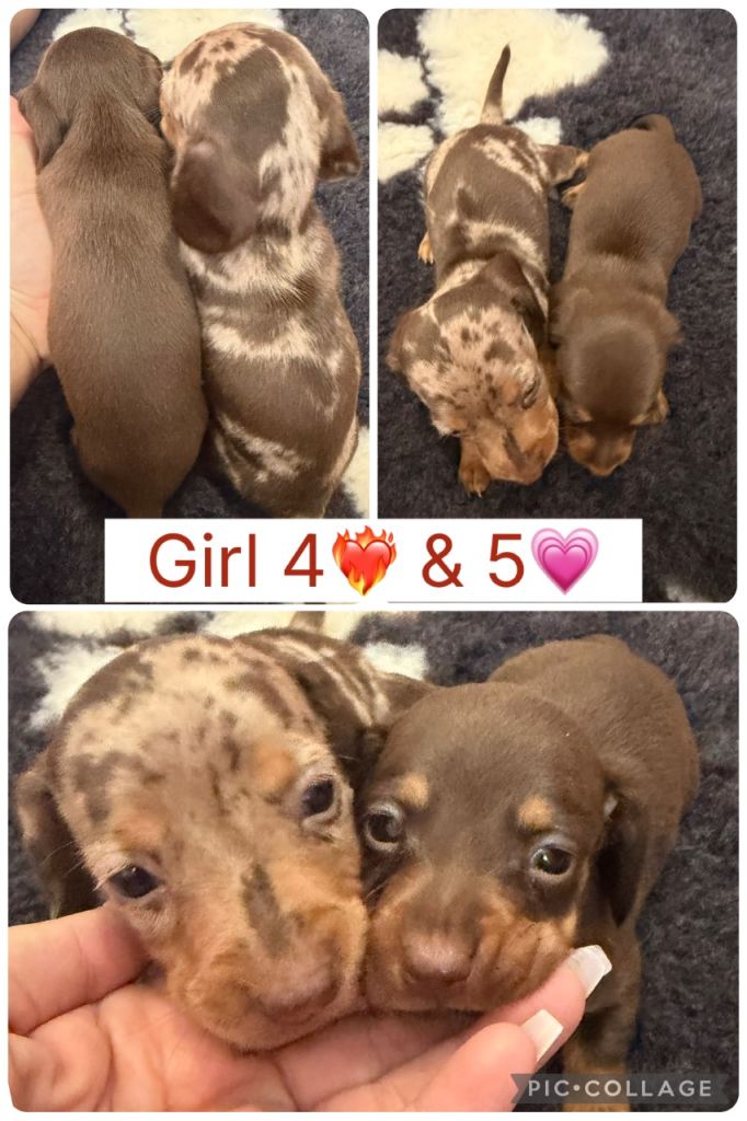 Looking for there forever homes