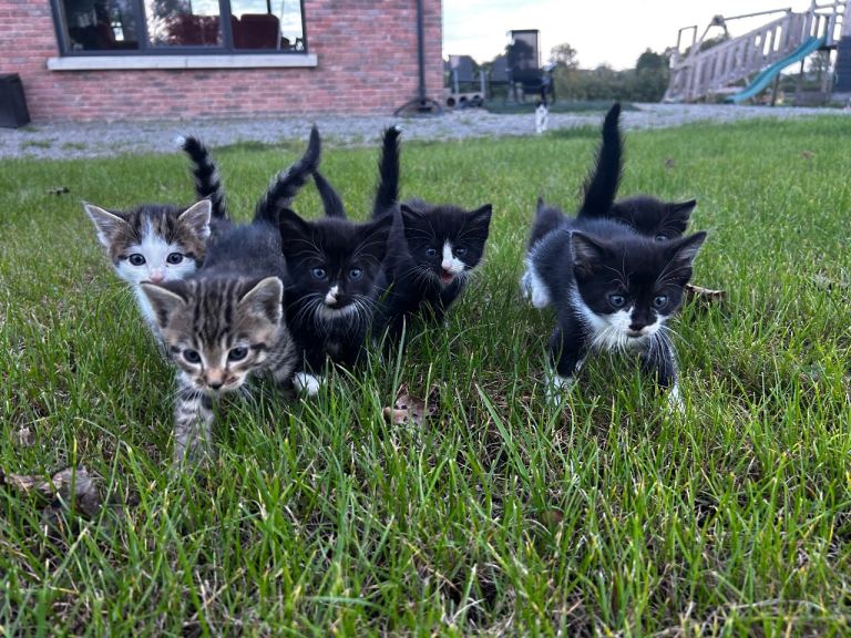 All reserved - Kittens 