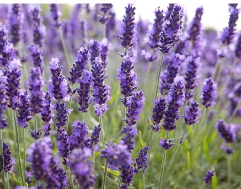 Lavender English