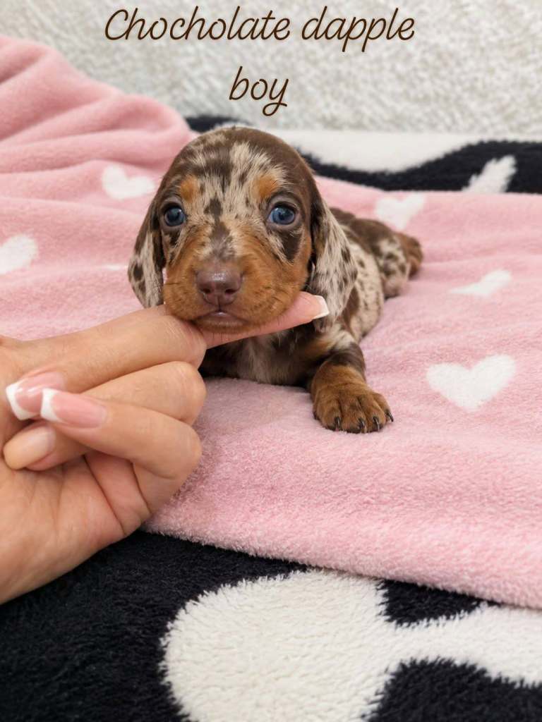 STUNNING MINIATURE DACHUNDS PUPPIES