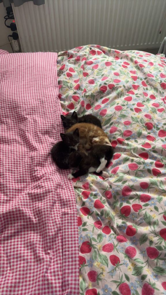 Kittens for sale 