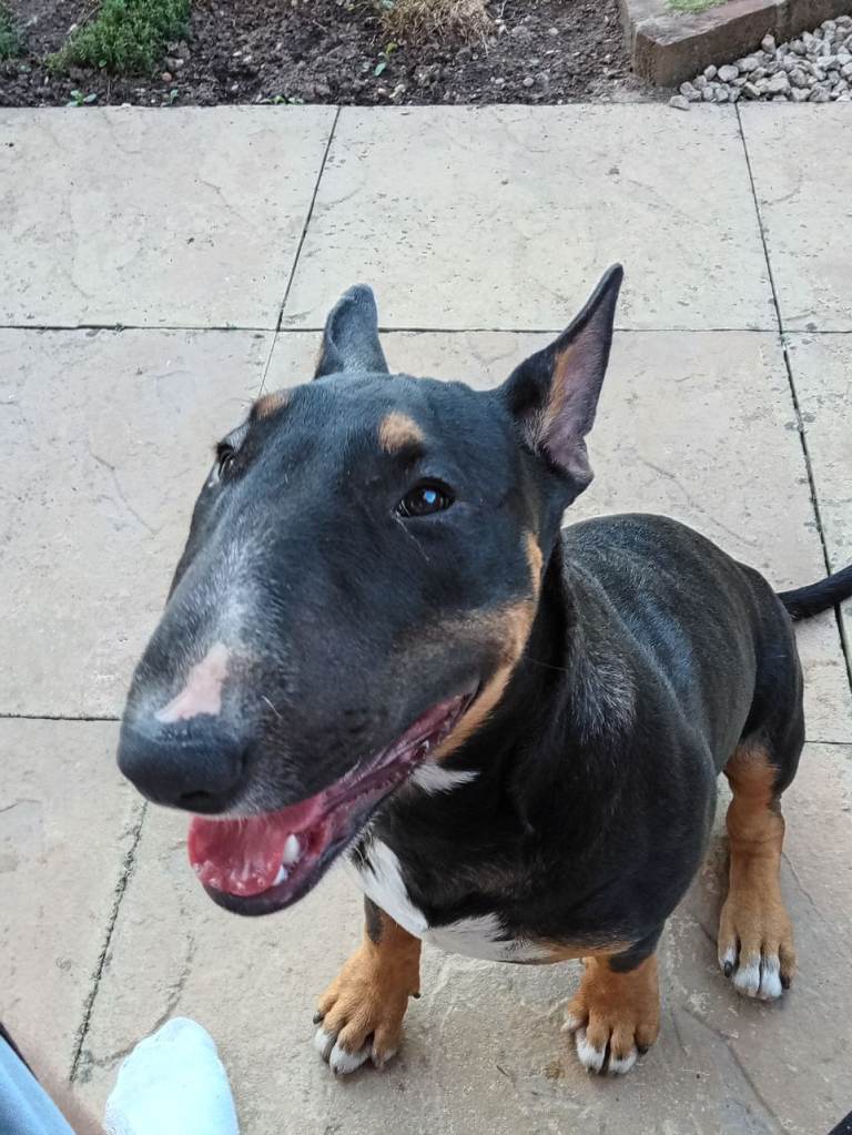 One year old English bull terrier full KC registered.
