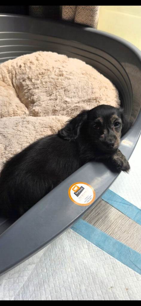 Miniature long haired dachshund puppies. (Only black girl left) 