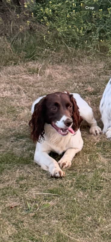 Springer spaniel 
